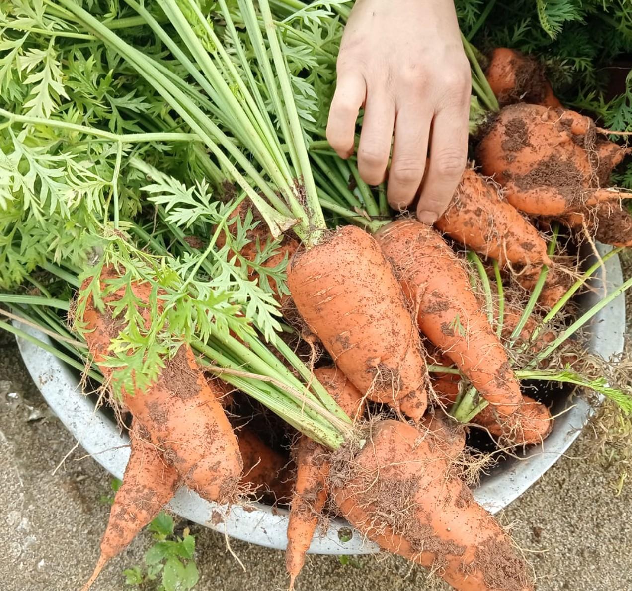 Cà rốt - Tuyên Nga Green Farm